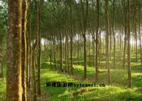 橡膠母樹、