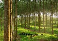 橡膠母樹景區、