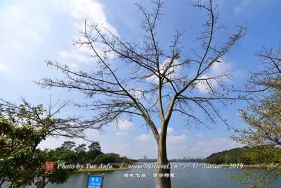 登華街青石板路、