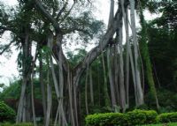 打洛獨(dú)樹成林、