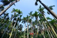 西雙版納熱帶花卉園、